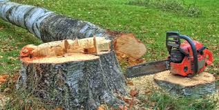 How Our Tree Care Process Works  in  Cavalero, WA