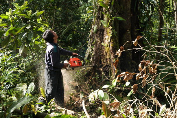 Best Tree Trimming and Pruning  in Cavalero, WA